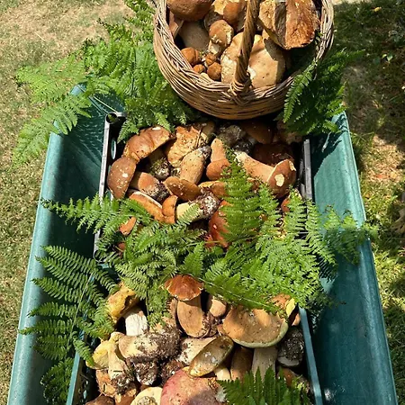 Apartment Nina's House 3 , A 300 Metri Dal Mare